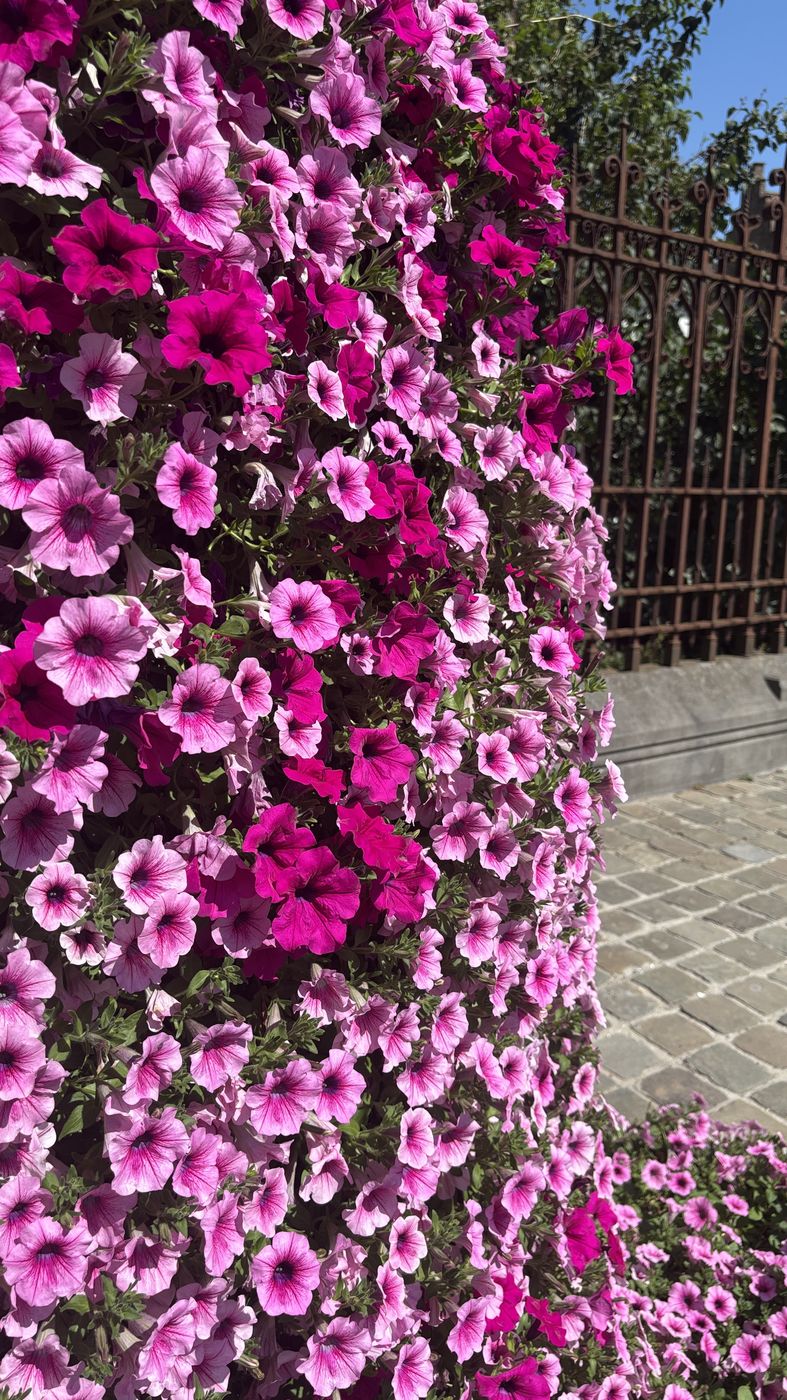 A wall of pink petunias on a Bruges street